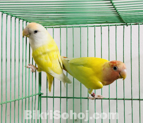 Lovebirds